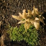 stump-grinding-640x480-36214345.jpeg