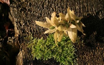 stump-grinding-640x480-36214345.jpeg