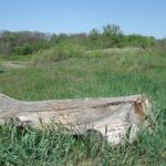 stump-grinding-640x480-47661739.jpeg
