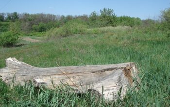 stump-grinding-640x480-47661739.jpeg
