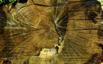 stump-grinding-640x480-47886733.jpeg