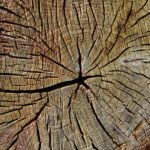 stump-grinding-640x480-62834171.jpeg