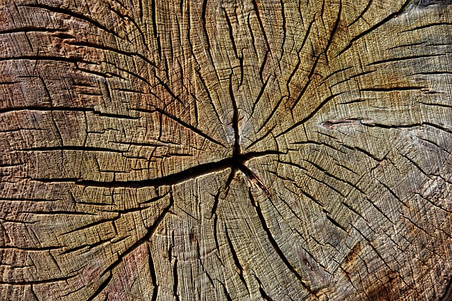 stump-grinding-640x480-62834171.jpeg
