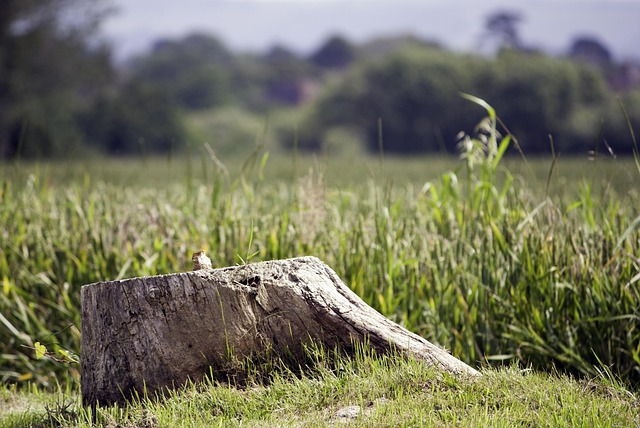 Stumps R Us: Safe, Fast Tree Removal for Savings You Can See