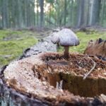 stump-grinding-640x480-71671266.jpeg