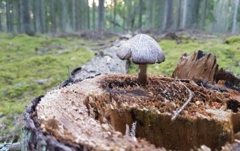 stump-grinding-640x480-71671266.jpeg
