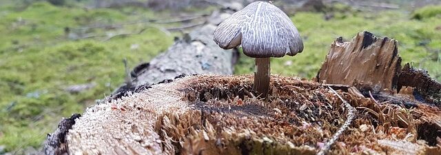 stump-grinding-640x480-71671266.jpeg