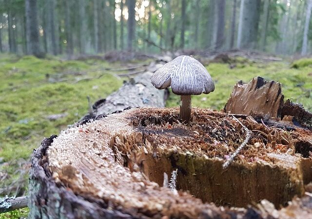 stump-grinding-640x480-71671266.jpeg
