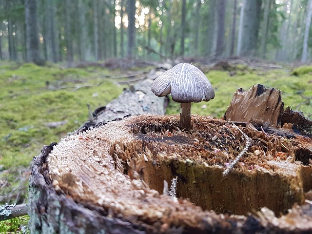 Transform Your Yard Instantly: Save Money with Quick, Efficient Stump Removal