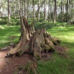 stump-grinding-640x480-78107136.jpeg