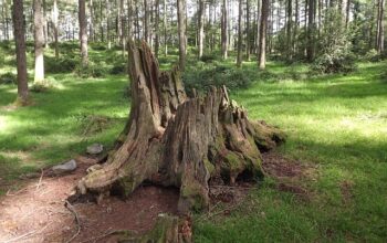 stump-grinding-640x480-78107136.jpeg