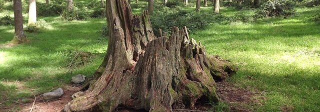 stump-grinding-640x480-78107136.jpeg