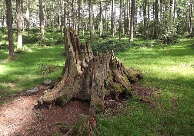 stump-grinding-640x480-78107136.jpeg