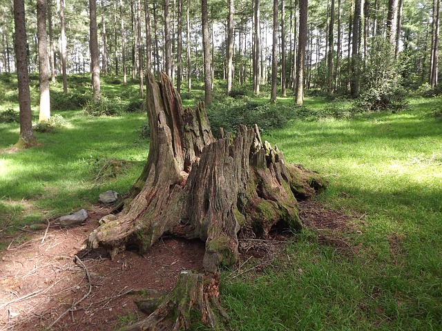 Efficient Stump Grinding: Save Time & Money with Stumps R Us!