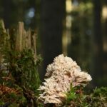 stump-grinding-640x480-89891106.jpeg