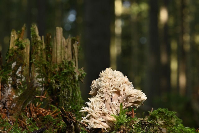 Stumps R Us: Safe, Efficient Lot Clearing – Save Money Today!