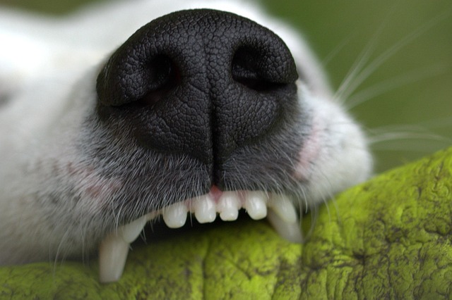 Milton’s Top Family Dentist Offers Free Teeth Cleaning – Save Big!