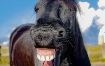teeth-whitening-640x480-48262269.jpeg
