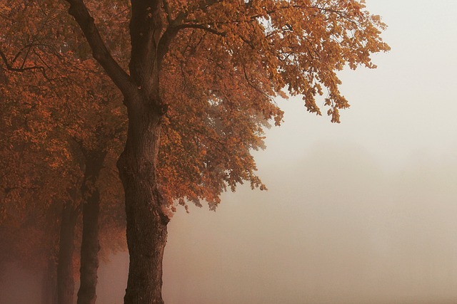 Save Money with Skilled Tree Trimming & Pruning Experts
