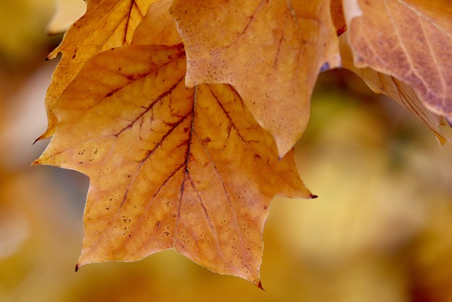 Transform Your Yard: Free Stump Removal & Tree Health Assessment