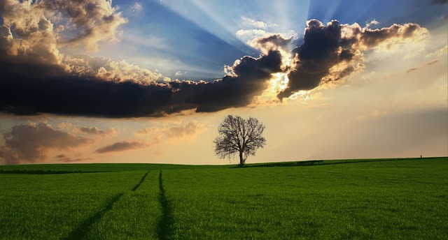 Save Money with Our Top Tree Care Company: Free Estimate & Safe, Efficient Service