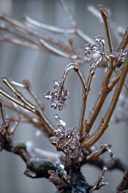 Free Expert Consultations: Boost Your Trees, Save Your Investment!