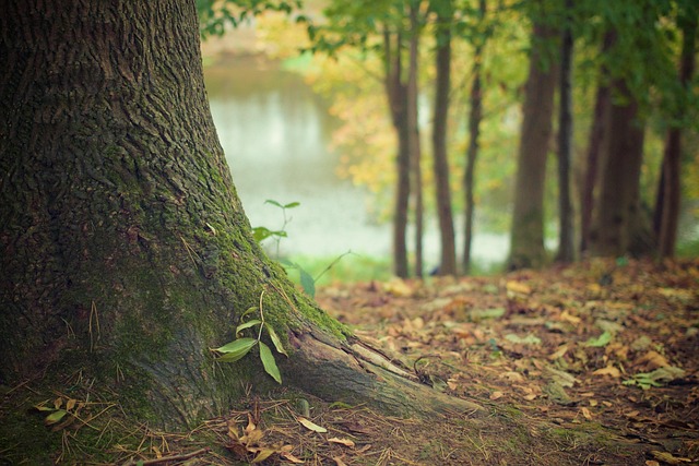 Expert Tree Care: Save Money with Safe & Efficient Pruning Near You!