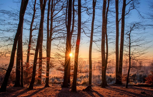 Expert Tree Removal Near You: Save Money, Safely!