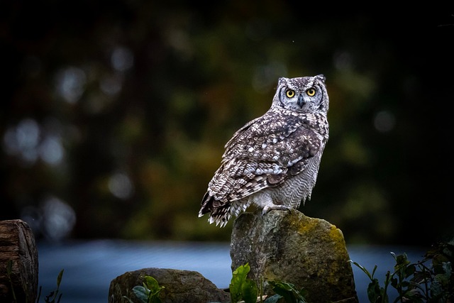 wildlife-control-640x480-44069191.jpeg