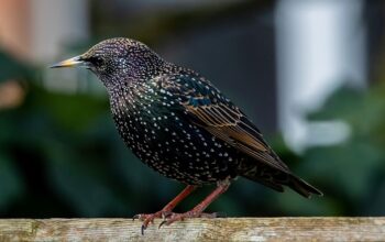 wildlife-removal-640x480-39763172.jpeg