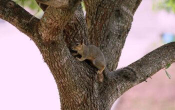 wildlife-removal-windsor-ontario-640x480-68746447.jpeg