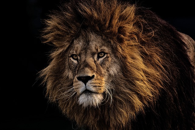 Emergency Animal Control: Wildlife Removal Services in Windsor Ontario