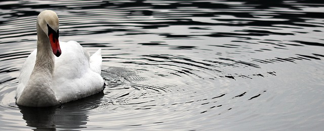 Wildlife Removal Services Windsor Essex: Protect Your Home Safely