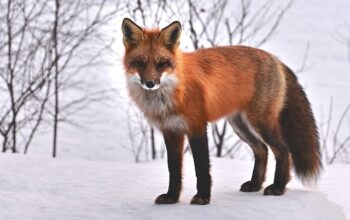 animal-removal-640x480-61797015.jpeg