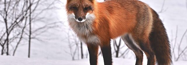animal-removal-640x480-61797015.jpeg
