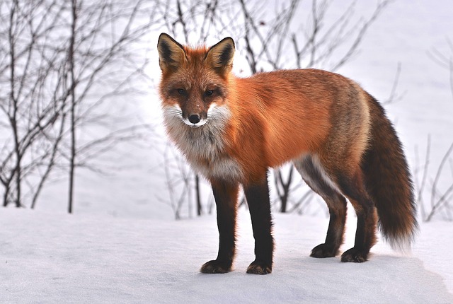 animal-removal-640x480-61797015.jpeg