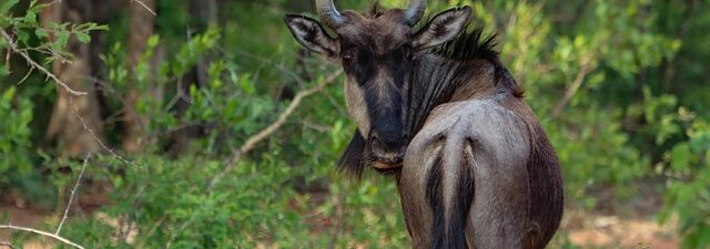 animal-removal-640x480-95577763.jpeg
