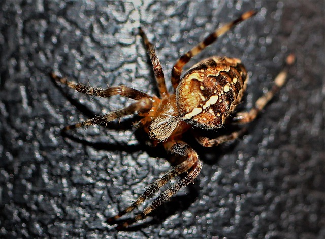 Free Wildlife Removal Windsor: Protect Your Home Now!