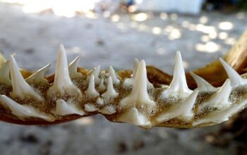 implant-dentures-640x480-64066904.jpeg