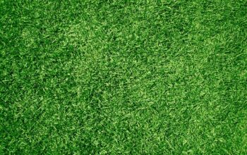 landscaping-640x480-81568541.jpeg
