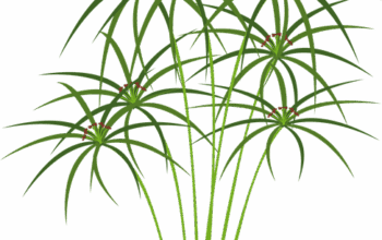 landscaping-640x480-85534695.png
