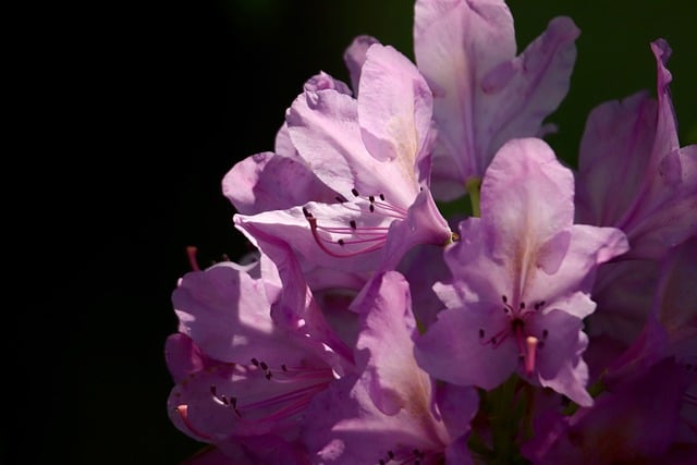LaSalle’s Top Landscapers: Free Consults, Transform Your Yard, Save Money!