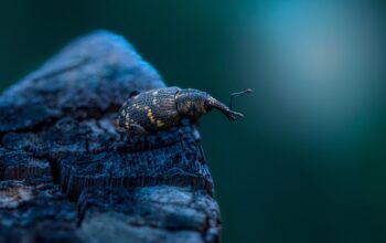 pest-control-640x480-45304209.jpeg