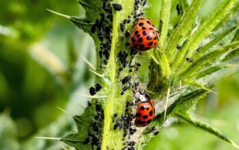 pest-control-640x480-64442395.jpeg