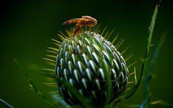 pest-control-640x480-68433753.jpeg