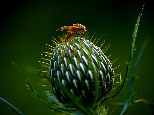 Professional Wildlife Removal Services Windsor Ontario Guide