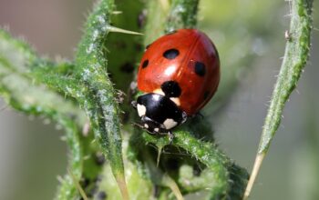 pest-control-640x480-69110248.jpeg