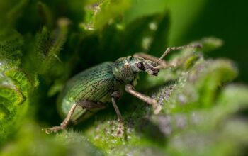 pest-control-640x480-86057314.jpeg