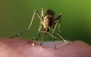 pest-control-640x480-93463249.jpeg