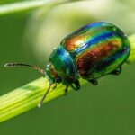 pest-control-640x480-97181730.jpeg